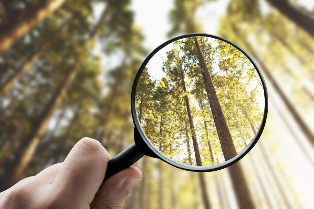 Magnifying glass focusing a forest to show intricate details up close