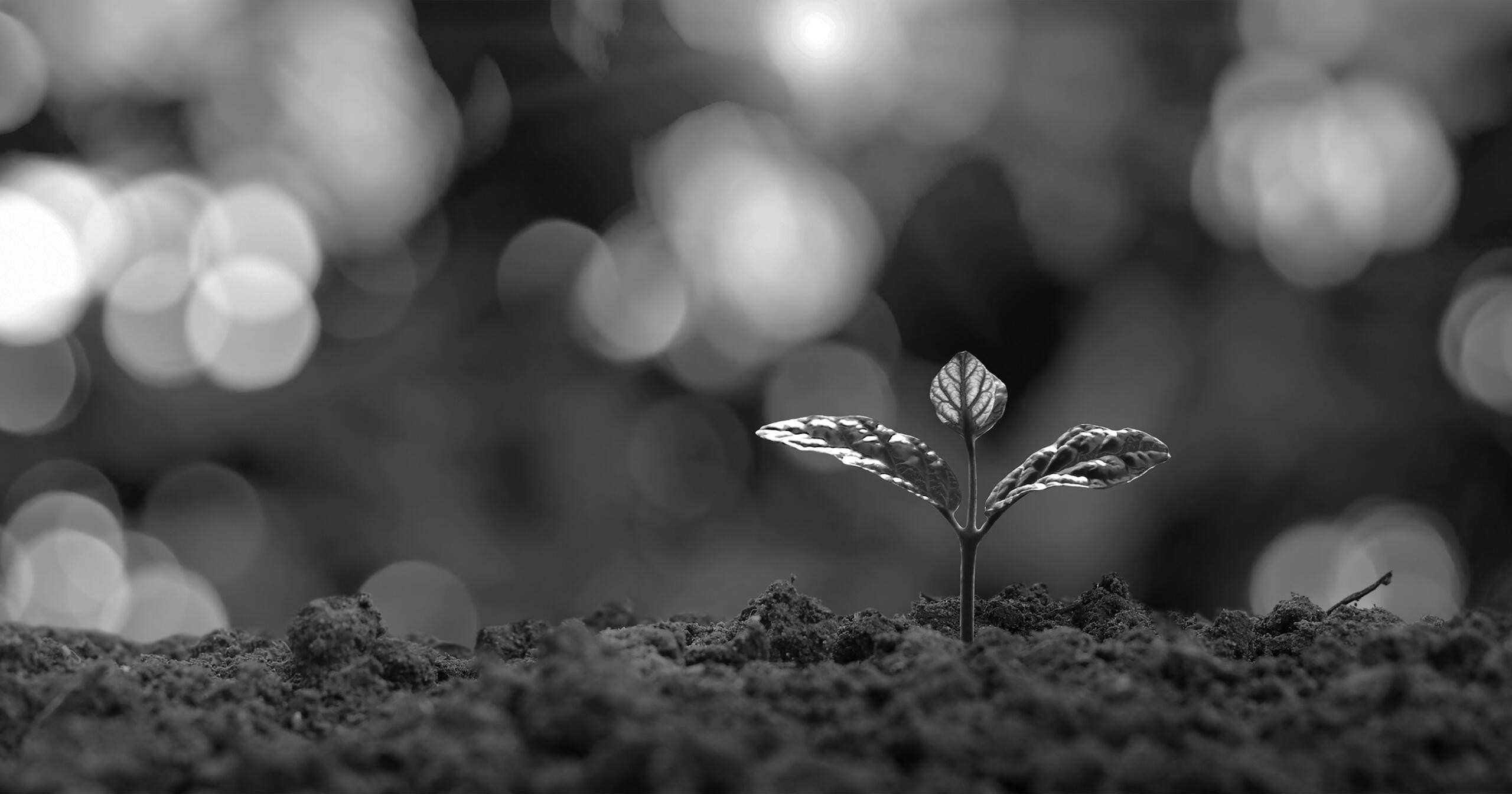 Seedling sprouting from soil